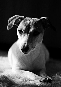 Portrait animal portrait jack russell terrier