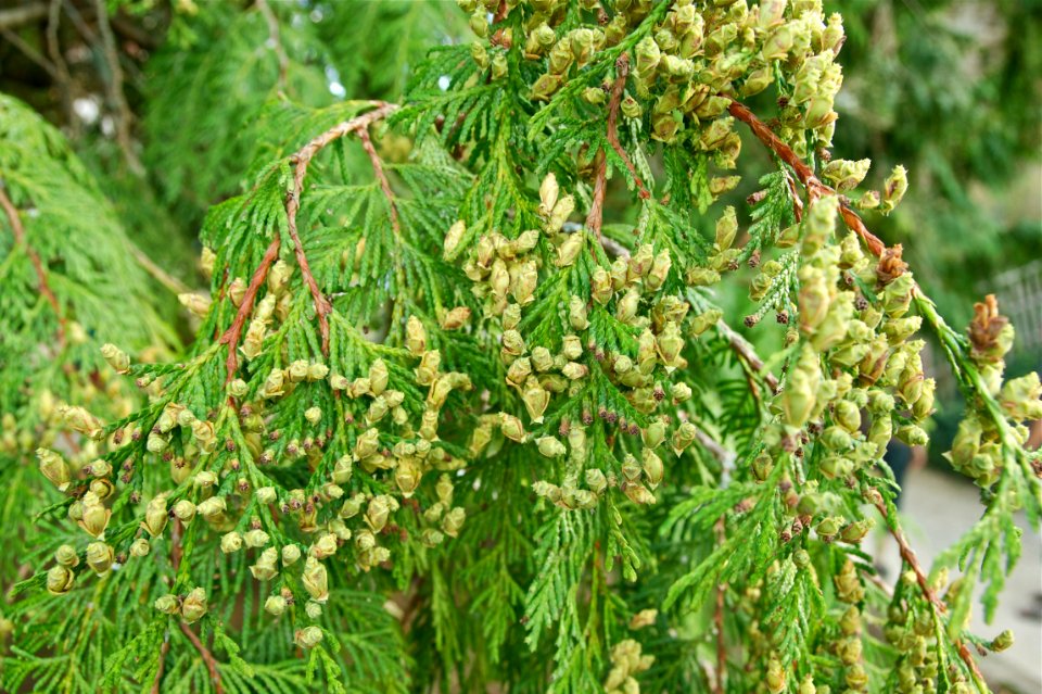 Thuya plicata detail