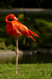 Tierpark.Berlin.Flamingo