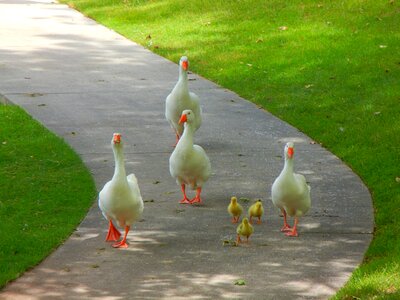 Family ducklings walking