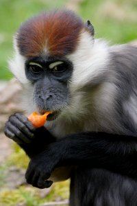 Tierpark.Halsbandmangabe.mit.Moehre