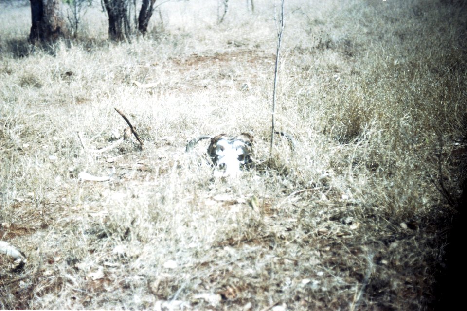 The skull of a wild Buffalo at Kruger National Park