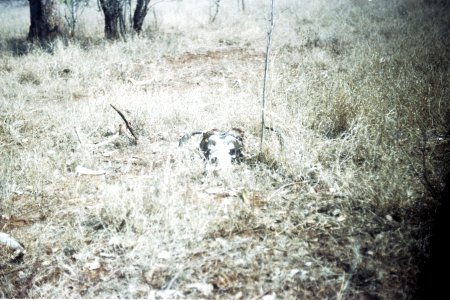 The skull of a wild Buffalo at Kruger National Park