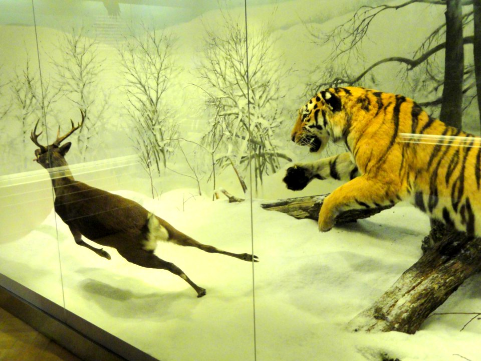 Tiger diorama - Finnish Museum of Natural History - DSC04665