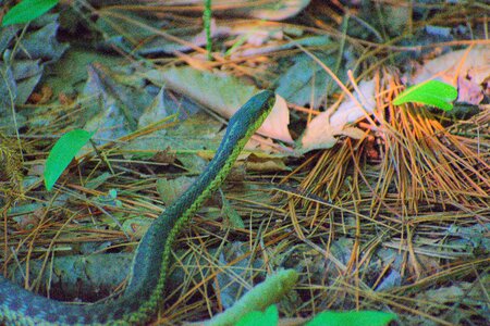 Reptile nature wild photo