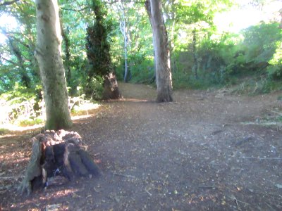 Three Cornered Copse, Hove (August 2016) (4)