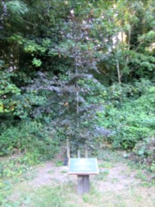 Three Cornered Copse, Hove (August 2016) (10)