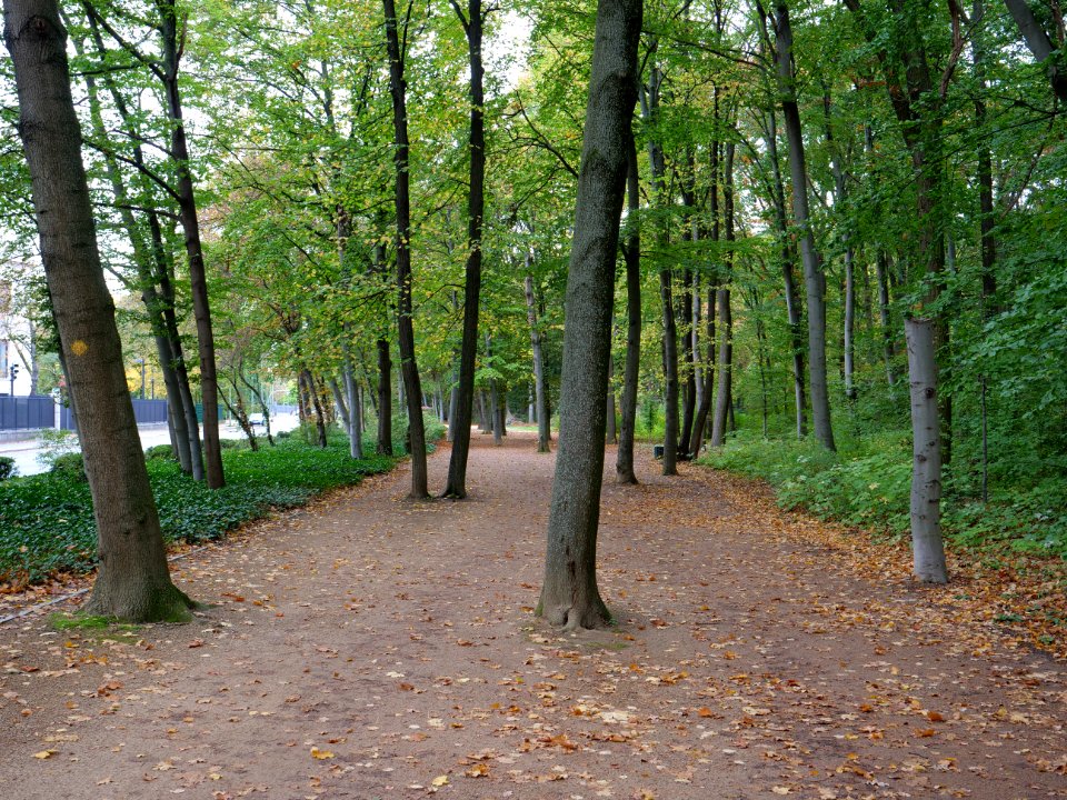 Tiergarten at Tiergartenstraße 2019-10-19 05