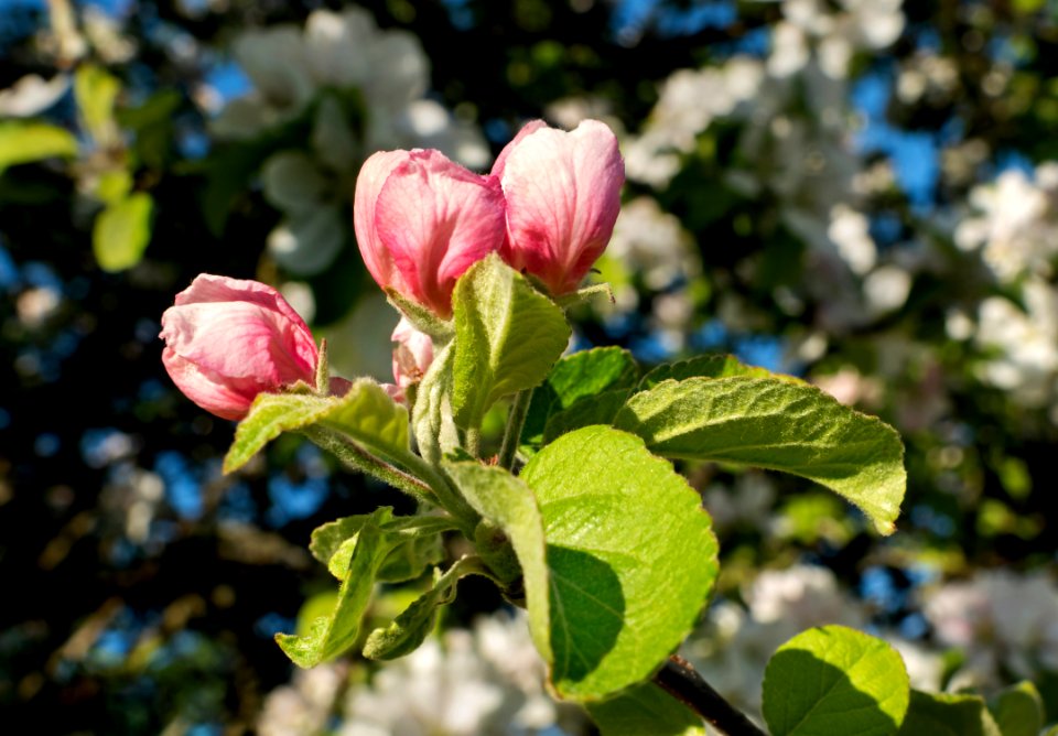 Three apple blossom buds