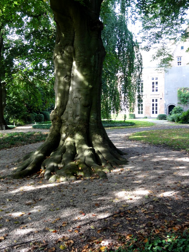Tiel Rijksmonument 520658 oude beuk in Ambtmanstuin