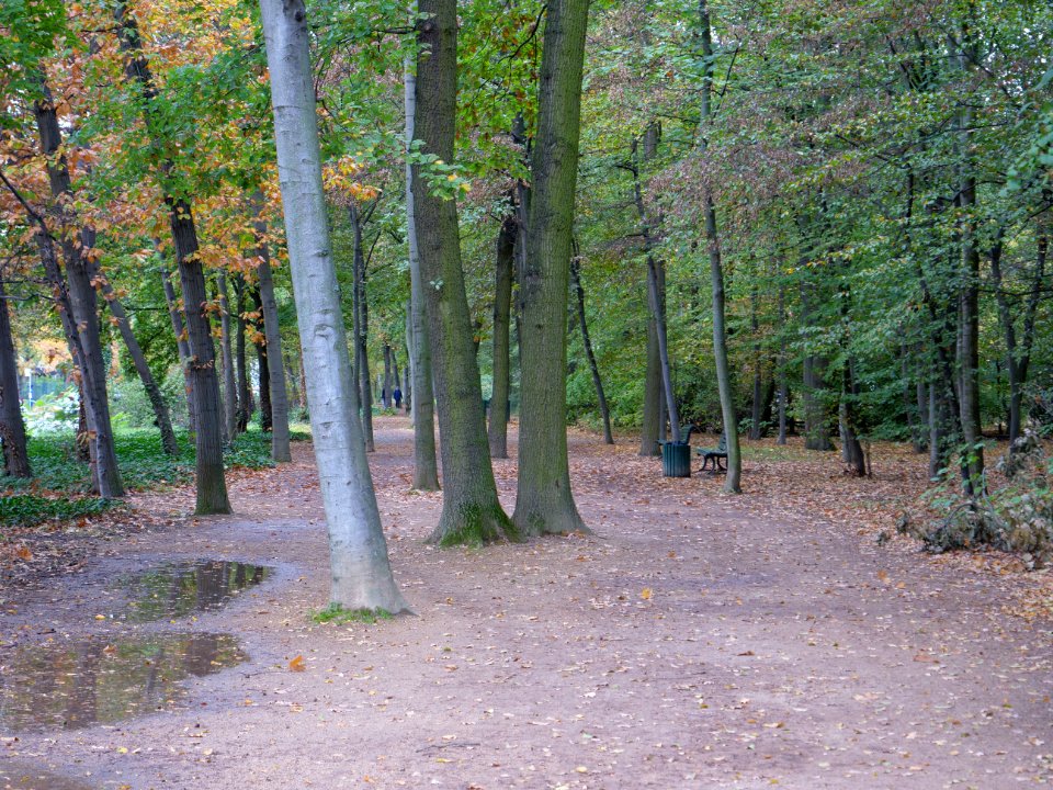 Tiergarten at Tiergartenstraße 2019-10-19 01