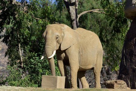 Elephant animal zoo photo