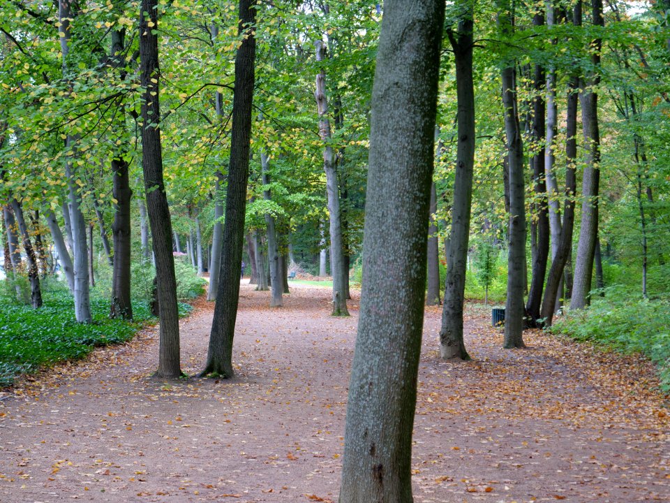 Tiergarten at Tiergartenstraße 2019-10-19 08