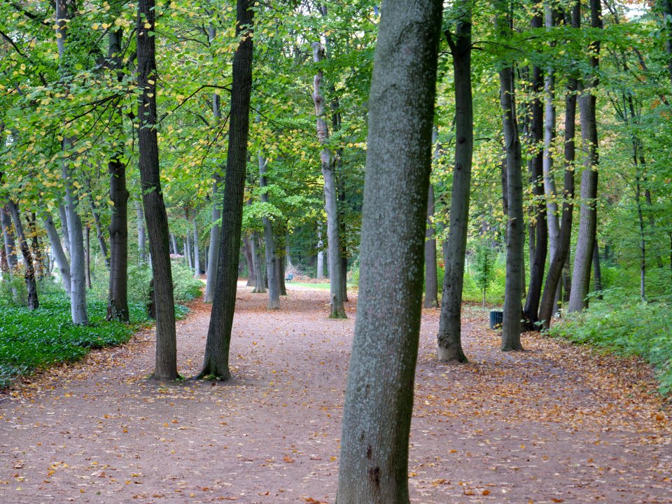 Tiergarten at Tiergartenstraße 2019-10-19 07