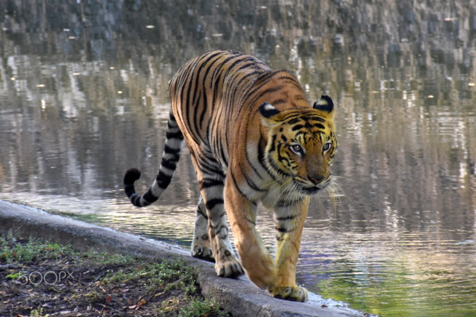 Tiger (237183673)