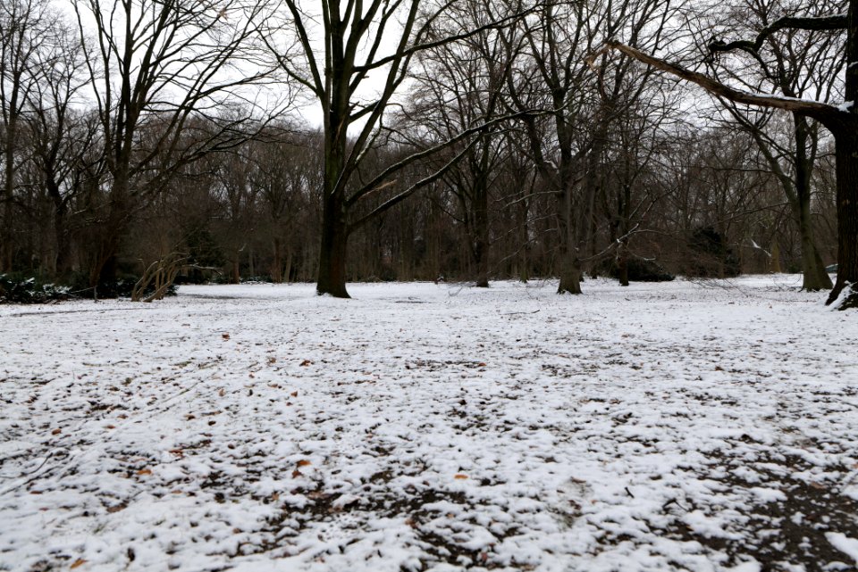 Tiergarten Berlin with ice and snow 2021-02-06 09