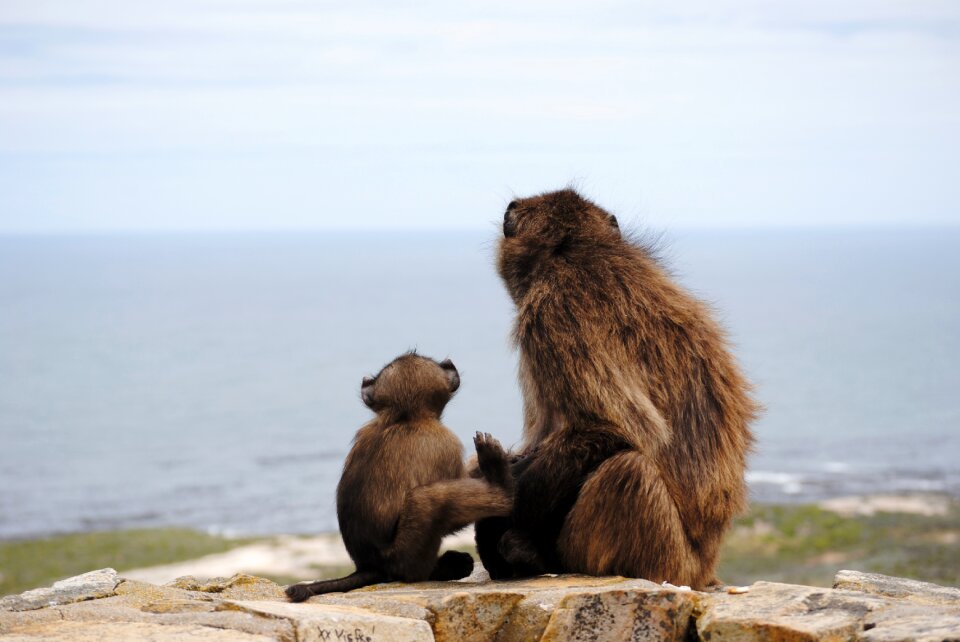 Monkey monkey baby sea