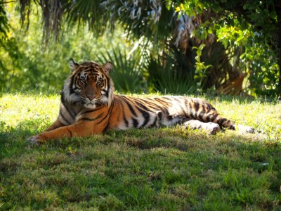 Tiger (Panthera tigris) in Disney's Animal Kingdom