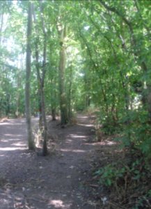 Three Cornered Copse, Hove (June 2020) (2)