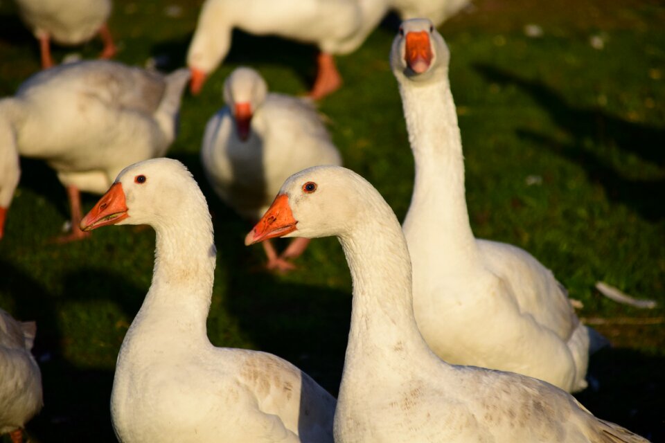 White goose meadow poultry