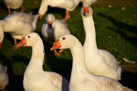 White goose meadow poultry