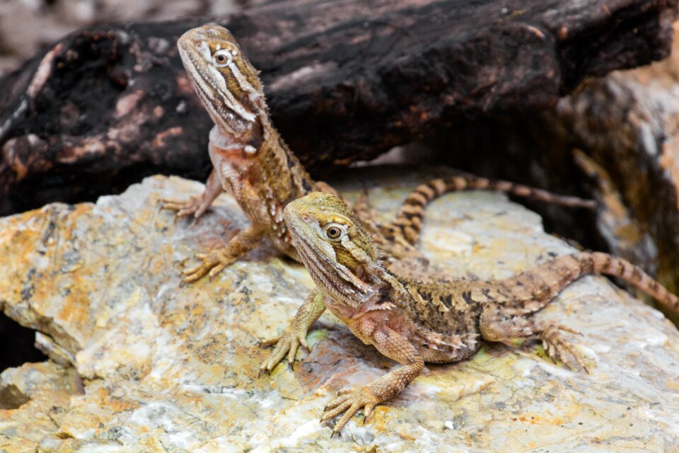 Lizard animal scale