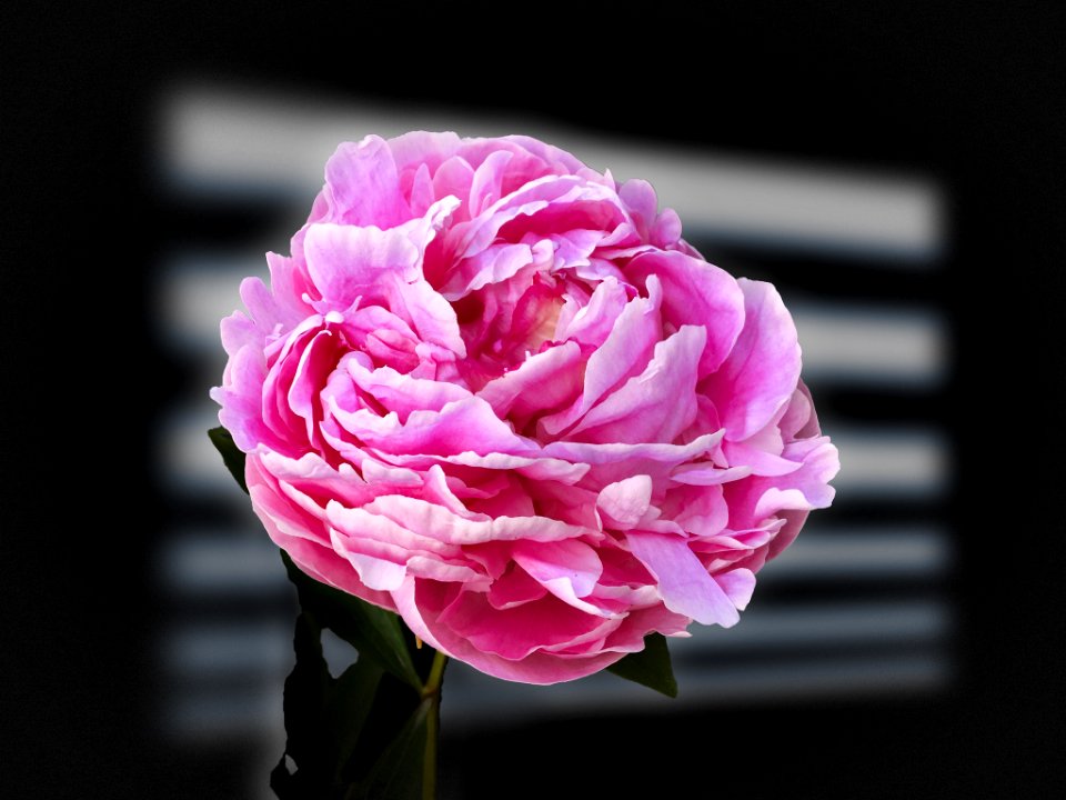 The Studio Rose (221120781)