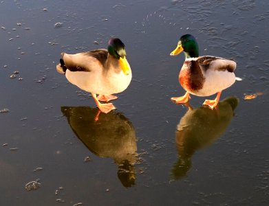 The Slippery Ducks (221121927)