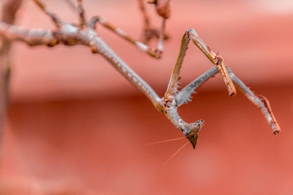 Animal insect close up