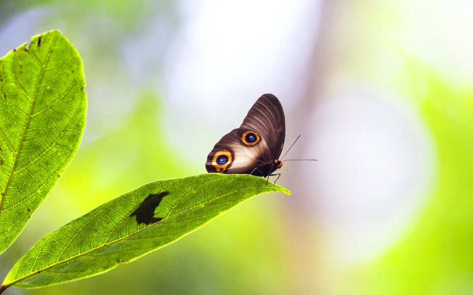Rest rainforest halmahera islands