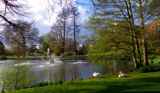 The pond with swans - Kew Gardens