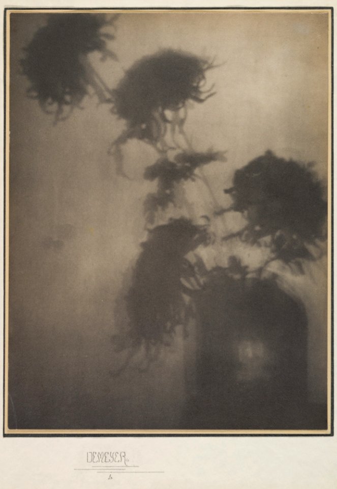 The Shadows on the Wall Chrysanthemums by Adolf de Meyer ca 1906