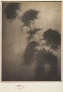 The Shadows on the Wall Chrysanthemums by Adolf de Meyer ca 1906