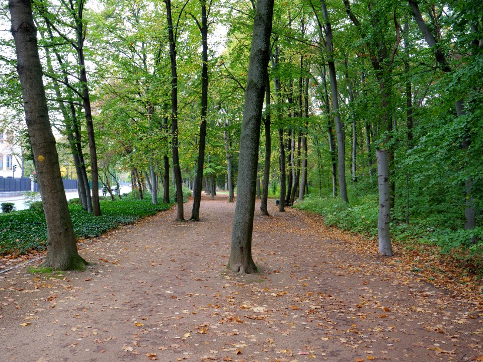 Tiergarten at Tiergartenstraße 2019-10-19 06