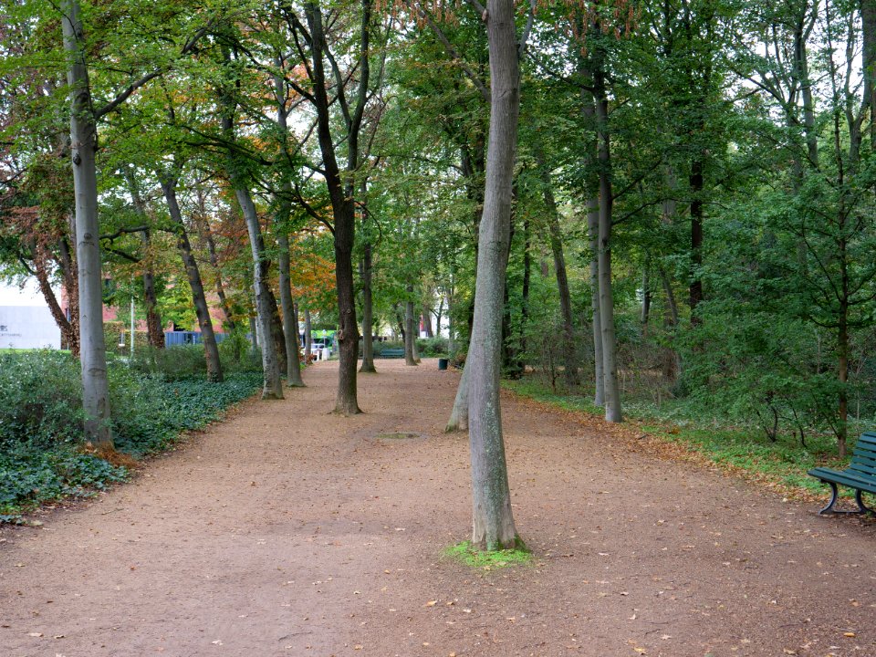 Tiergarten at Tiergartenstraße 2019-10-19 04