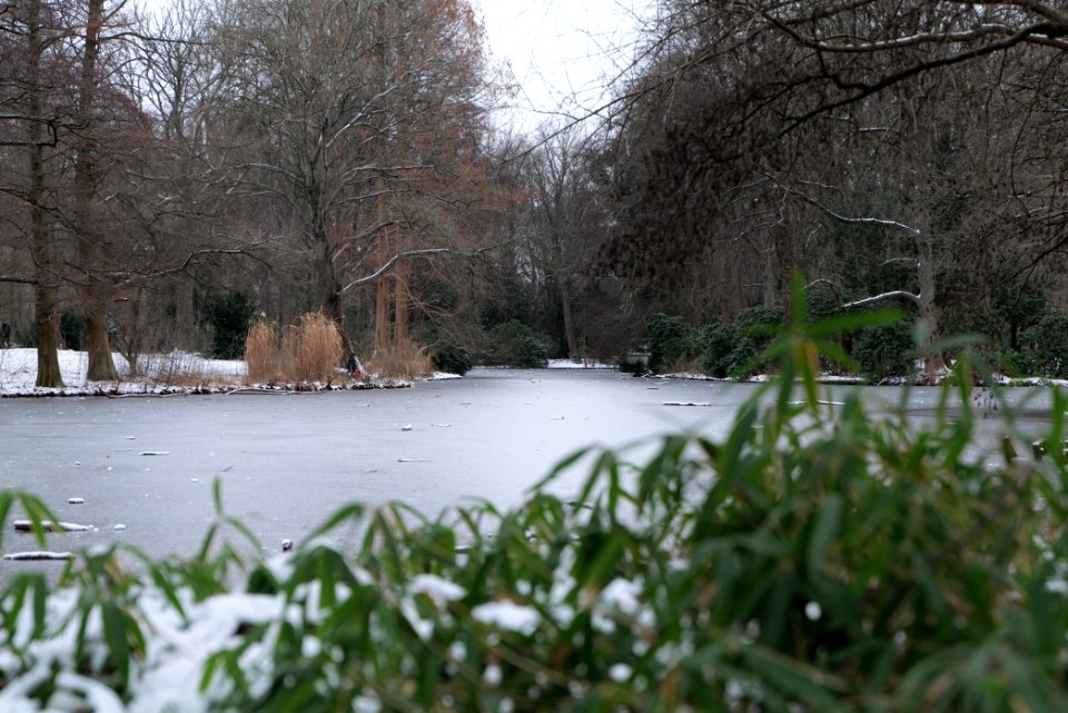 Tiergarten Berlin with ice and snow 2021-02-06 06