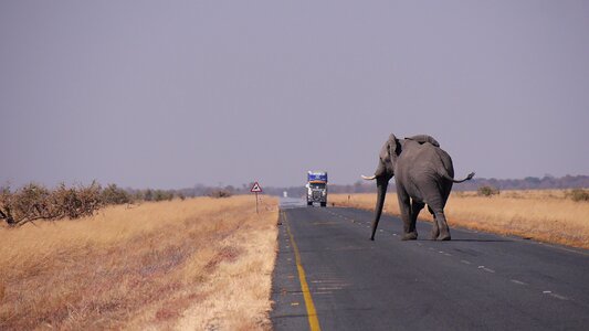 Botswana elephant road