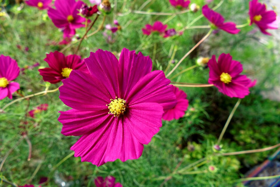 Nature plant spring