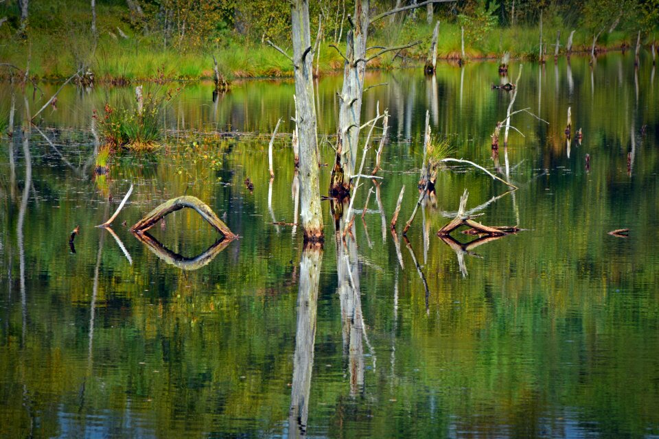Pietz moor schneverdingen moorland