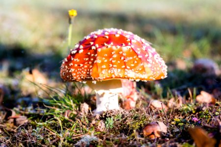 The Mushroom (180686483)