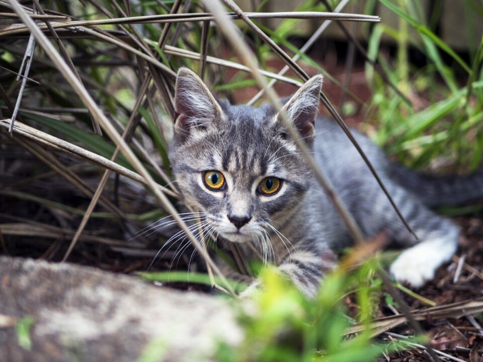Cute animal pet