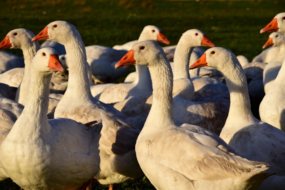 White goose meadow poultry