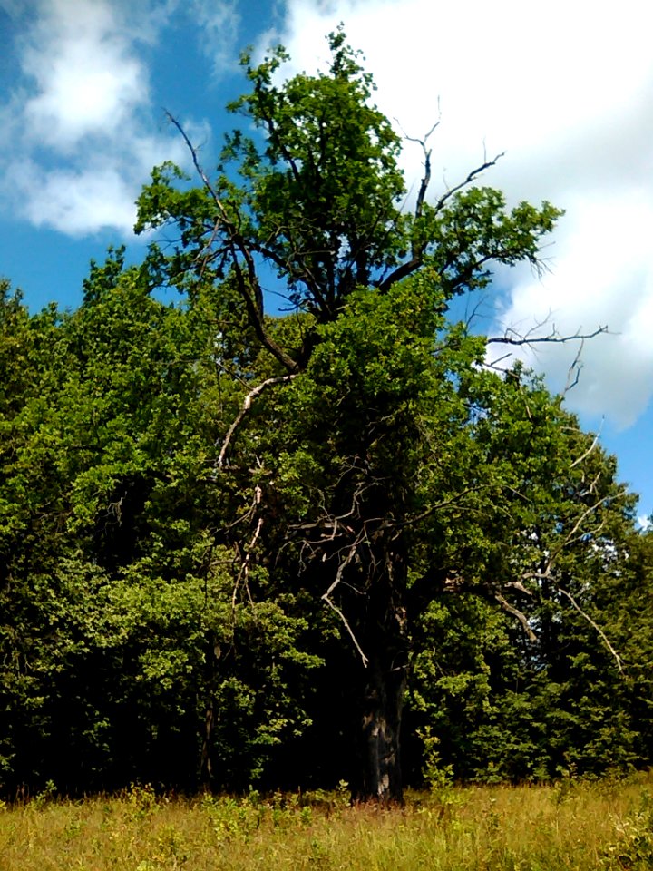 The sacred Oak of Mari people