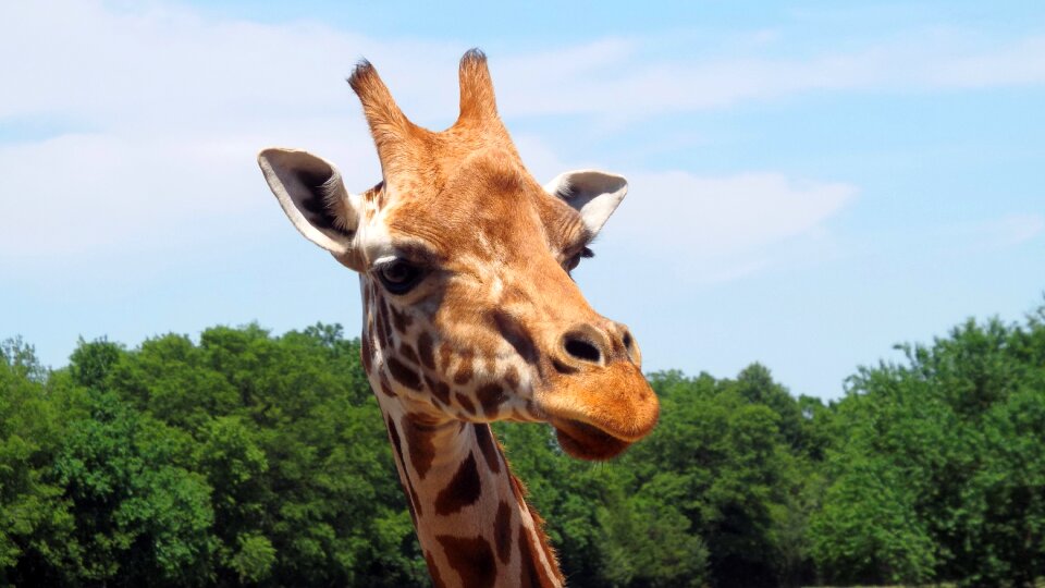African park portrait
