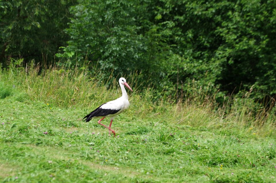Meadow nature village
