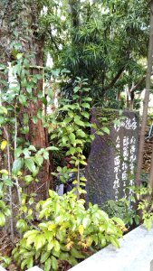 The monument of Japanese cedar planted by Maresuke Nogi in Nogi shrine in Chofu