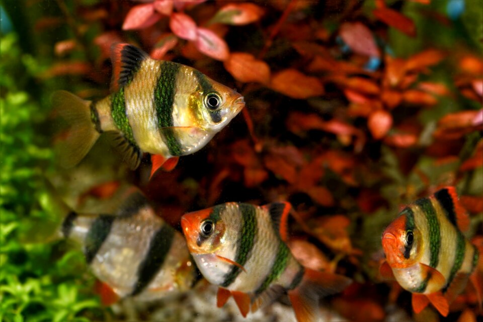 Puntigrus tetrazona aquarium fish aquarium photo