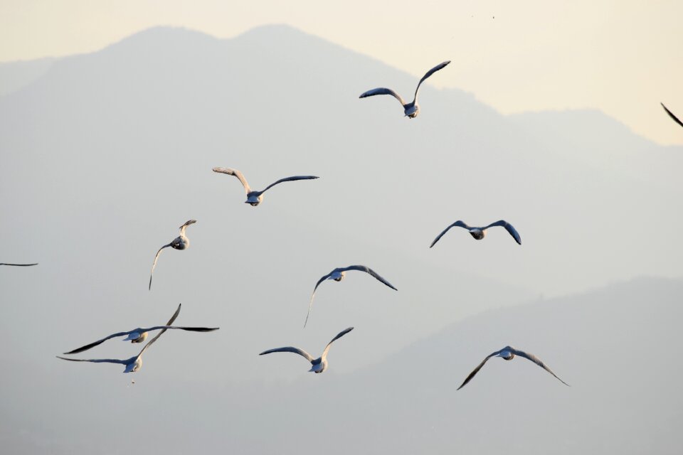 Bird seagull animals