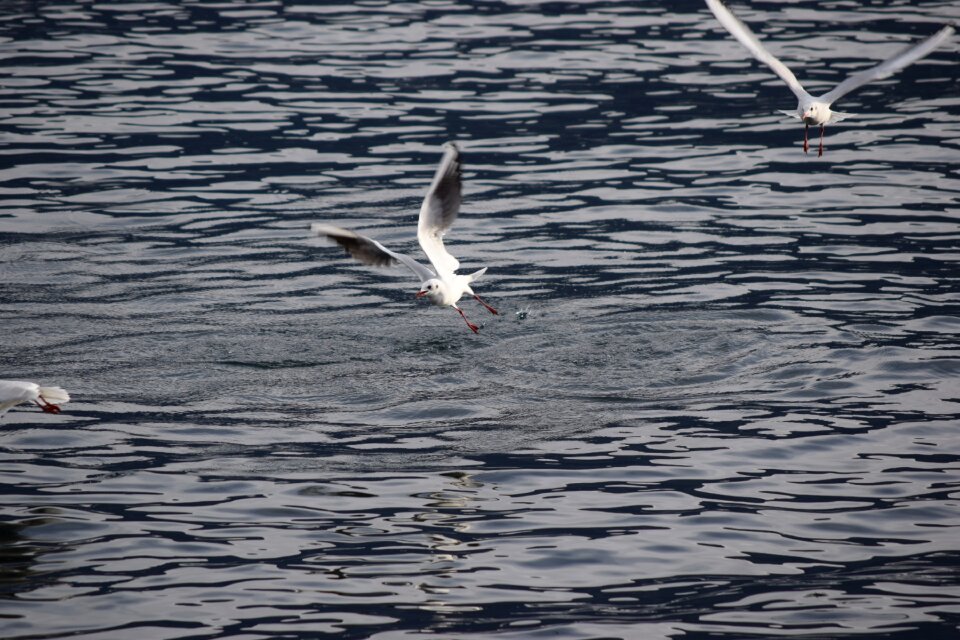 Bird seagull animals
