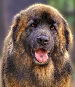 Leonberger friend brown dog